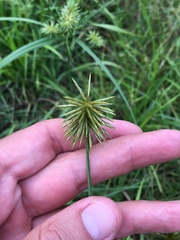 Cyperus lancastriensis