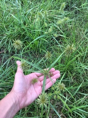 Cyperus lancastriensis
