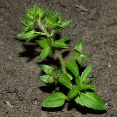 Veronica argute-serrata