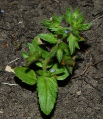 Veronica argute-serrata