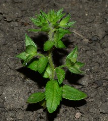 Veronica argute-serrata