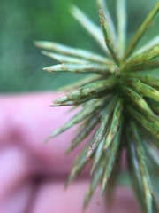 Cyperus lancastriensis