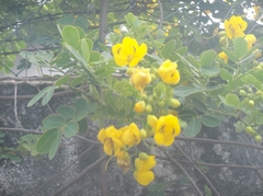 Senna pendula