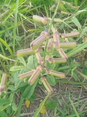 Crotalaria retusa