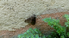 Lepidoptera