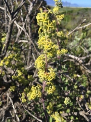 Manulea thyrsiflora