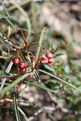 Lasiopetalum rufum