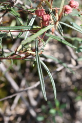 Lasiopetalum rufum