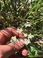 Capnophyllum africanum