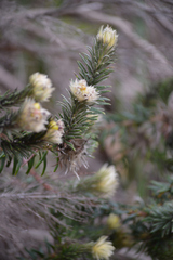 Phylica pubescens