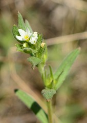 Buglossoides czernjajevii