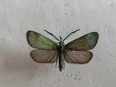 Jordanita globulariae