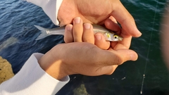 Atherinops affinis