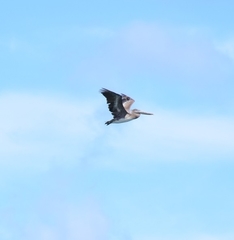 Pelecanus occidentalis occidentalis