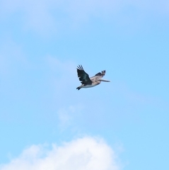 Pelecanus occidentalis occidentalis