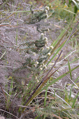 Phylica pubescens
