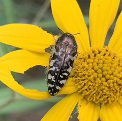 Acmaeodera decipiens