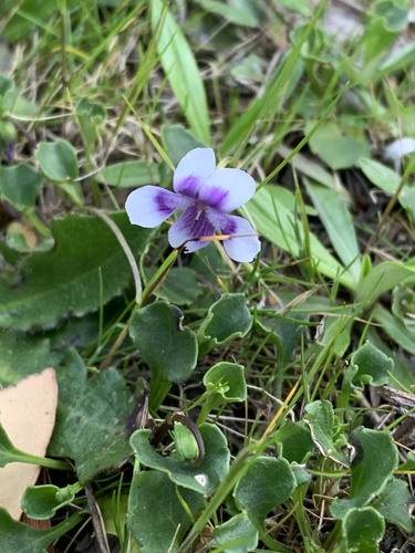 Ivy Leaved Violet