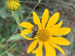 Acmaeodera decipiens