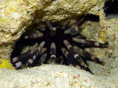 Phyllacanthus imperialis