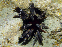 Phyllacanthus imperialis