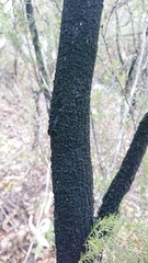 Hormiscium ericae