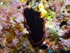 Pseudobiceros gloriosus