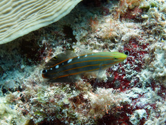 Koumansetta rainfordi