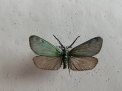 Jordanita globulariae