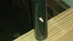 Polana quadrinotata