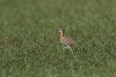 Cursorius coromandelicus