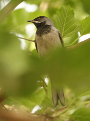 Curruca ruppeli