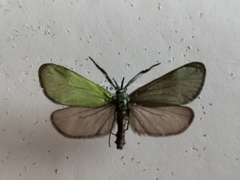 Jordanita globulariae