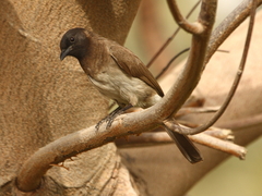 Pycnonotus barbatus