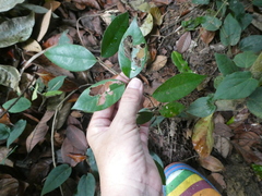Enkleia malaccensis