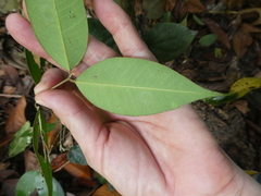 Enkleia malaccensis