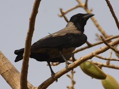Corvus cornix