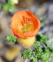 Cheyniana microphylla