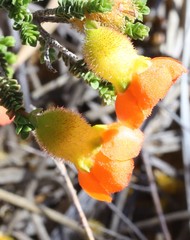 Cheyniana microphylla