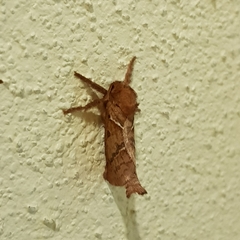 Triodia sylvina