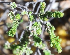 Cheyniana microphylla