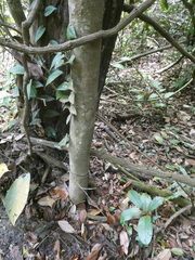 Timonius wallichianus