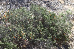 Cheyniana microphylla