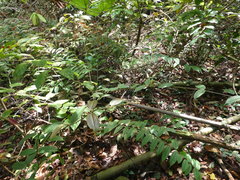 Dissochaeta viminalis