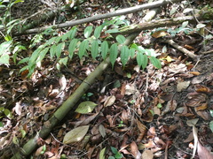 Dissochaeta viminalis