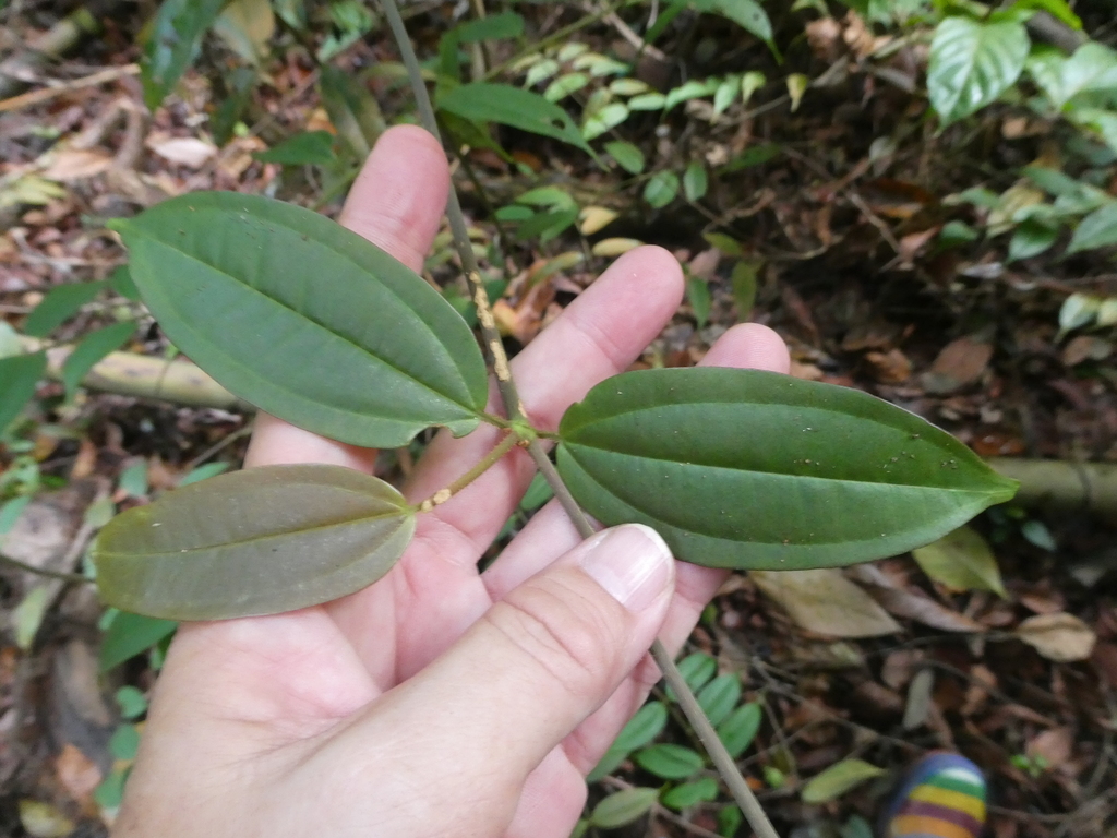 Dissochaeta viminalis