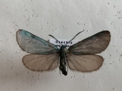 Jordanita globulariae