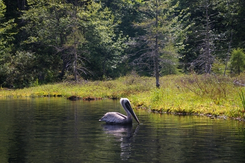 Brown Pelican photographed in New York