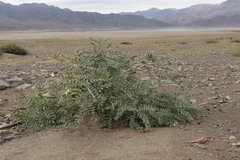 Sophora alopecuroides
