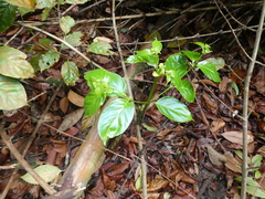 Uncaria lanosa